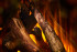 New Forest 1600 with Deluxe Real logs в Казани