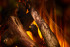 New Forest 870 with Deluxe Real logs в Казани